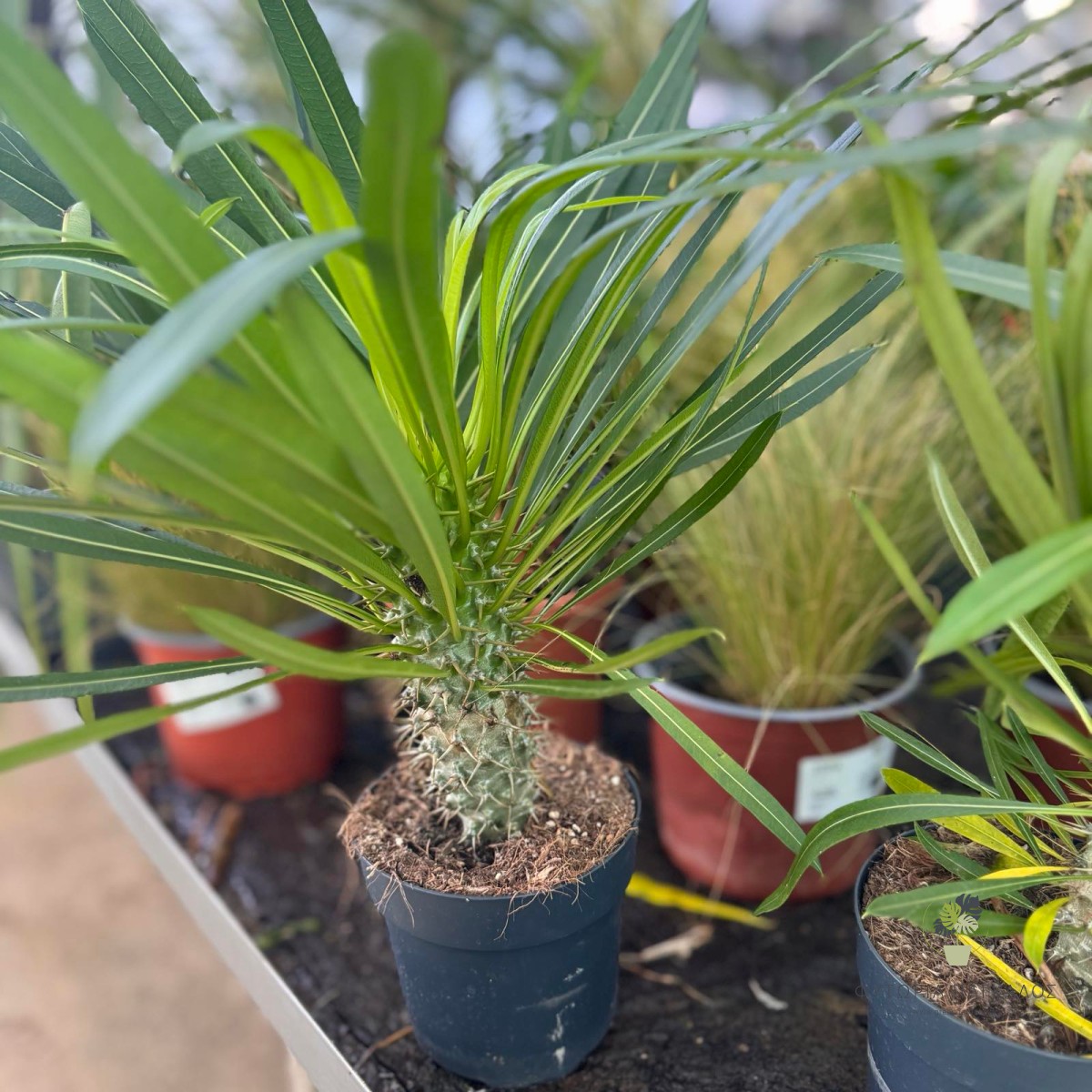 Παχυπόδιο (Pachypodium lamerei) | Φοίνικας της Μαδαγασκάρης | Green Gardens - 2 lt